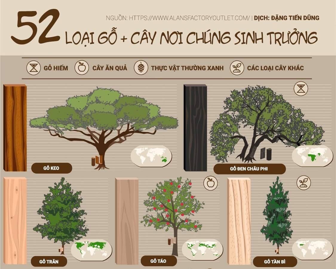 Infographic về các loại gỗ tự nhiên và nơi sinh trưởng của chúng trên thế giới 