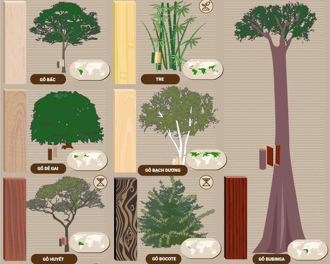 Infographic về các loại gỗ tự nhiên và nơi sinh trưởng của chúng trên thế giới