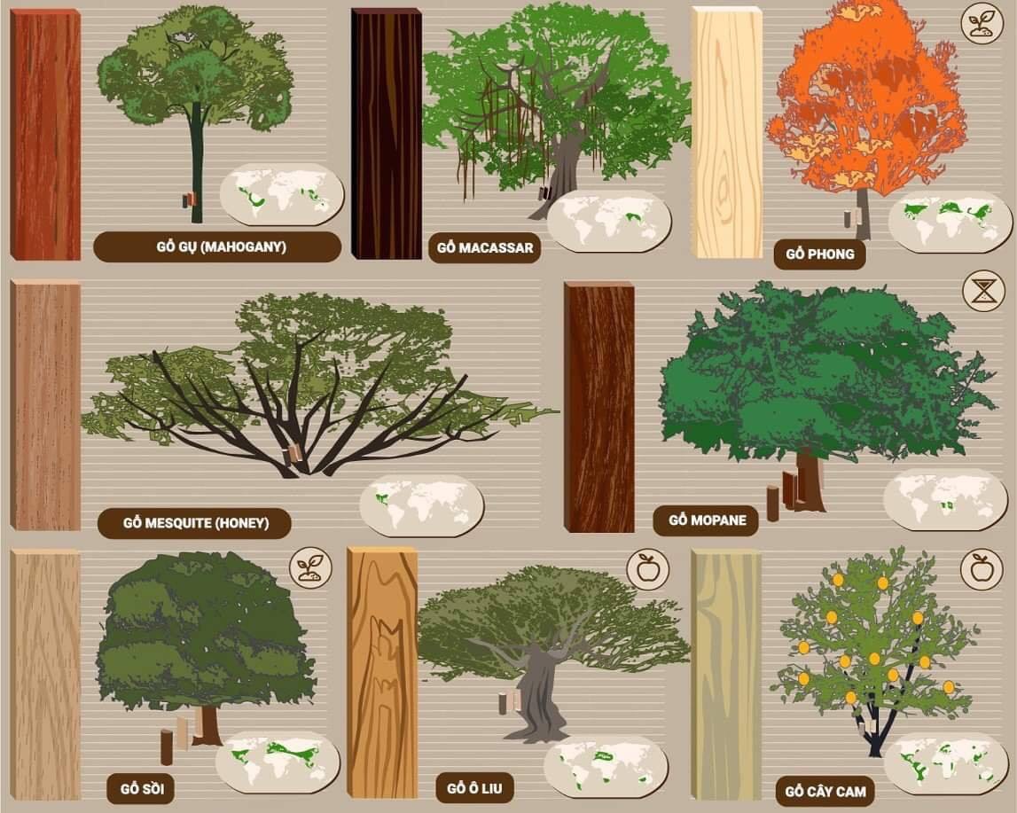 Infographic về các loại gỗ tự nhiên và nơi sinh trưởng của chúng trên thế giới