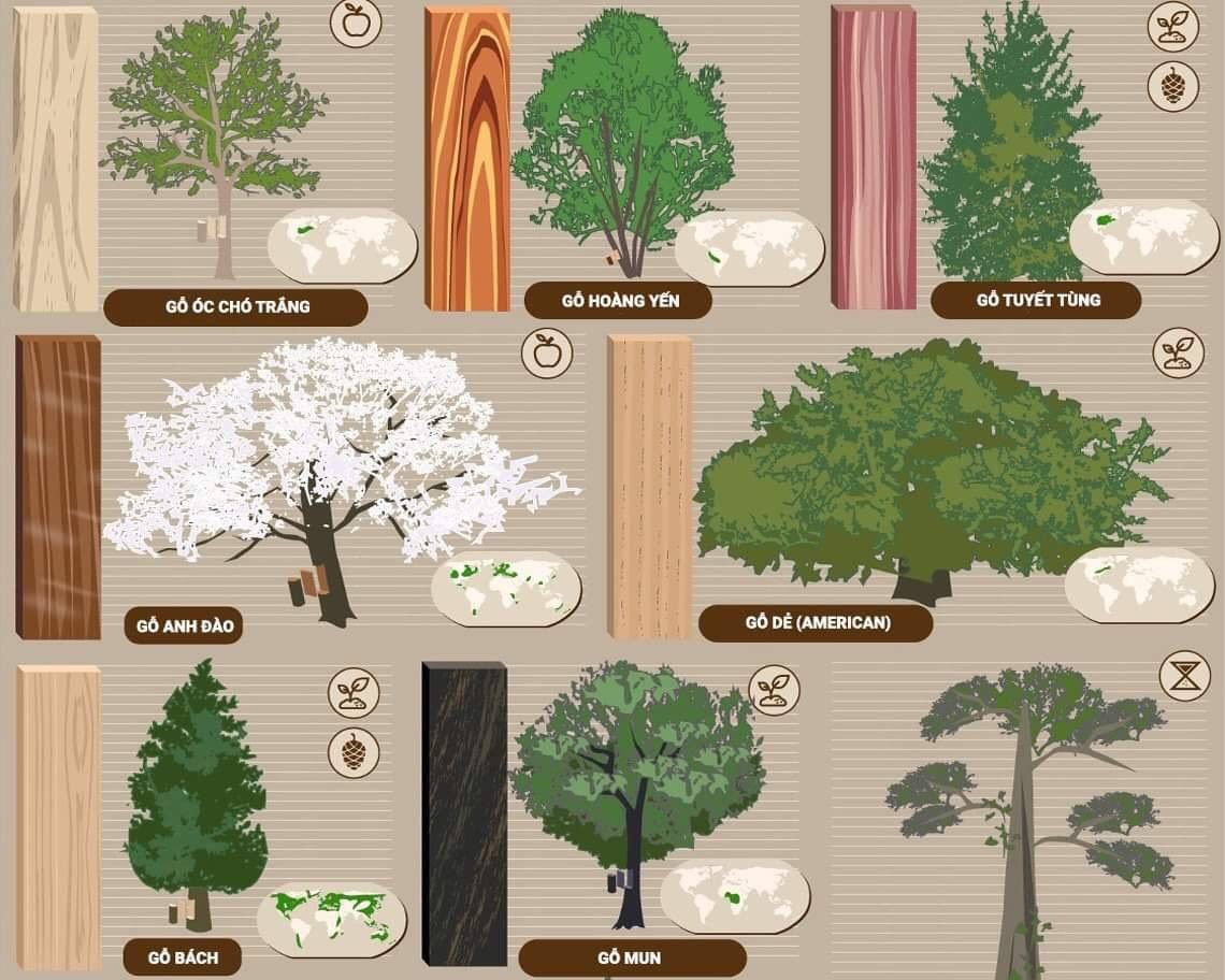 Infographic về các loại gỗ tự nhiên và nơi sinh trưởng của chúng trên thế giới