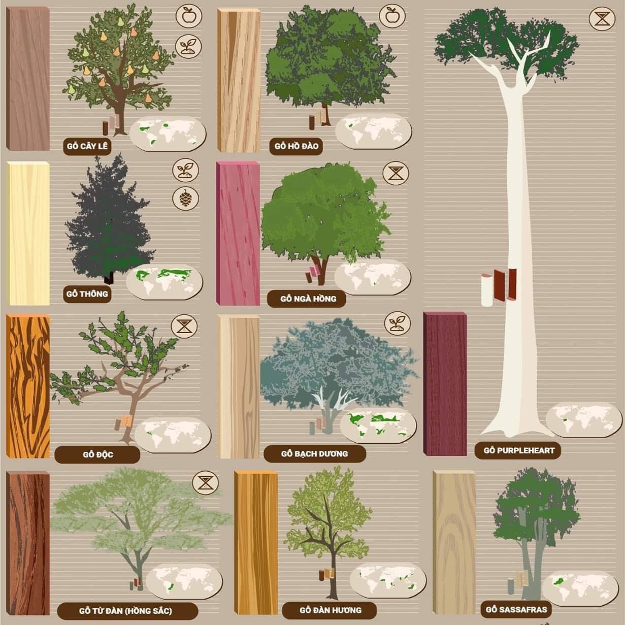Infographic về các loại gỗ tự nhiên và nơi sinh trưởng của chúng trên thế giới