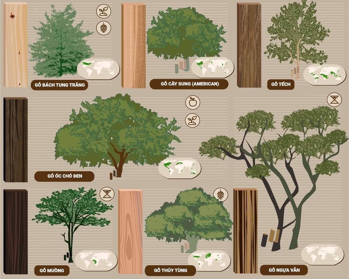 Infographic về các loại gỗ tự nhiên và nơi sinh trưởng của chúng trên thế giới